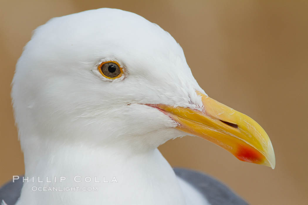 Western gull. La Jolla, California, USA, Larus occidentalis, natural history stock photograph, photo id 27264