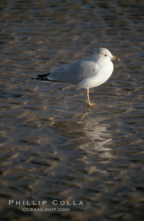 Western gull. Del Mar, California, USA, Larus occidentalis, natural history stock photograph, photo id 05743