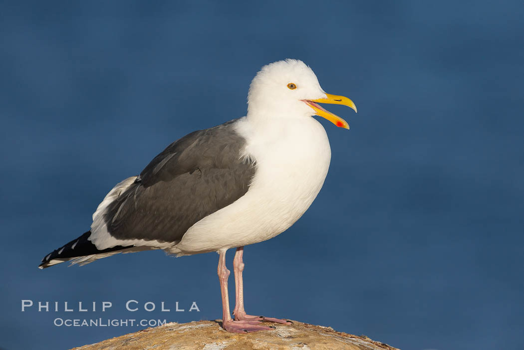 Western gull, calling/vocalizing, adult breeding. La Jolla, California, USA, Larus occidentalis, natural history stock photograph, photo id 18135