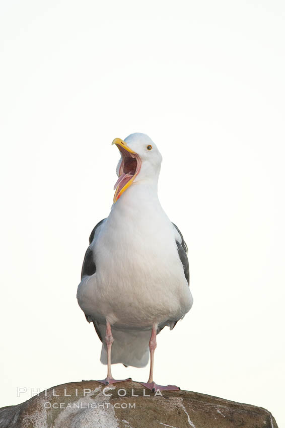 Western gull, adult breeding. La Jolla, California, USA, Larus occidentalis, natural history stock photograph, photo id 18227