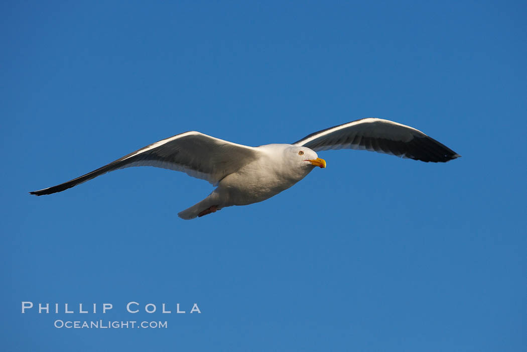 Western gull in flight. La Jolla, California, USA, Larus occidentalis, natural history stock photograph, photo id 18299