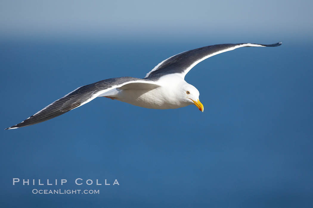 Western gull in flight. La Jolla, California, USA, Larus occidentalis, natural history stock photograph, photo id 18387