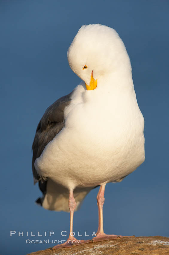 Western gull, preening. La Jolla, California, USA, Larus occidentalis, natural history stock photograph, photo id 18391