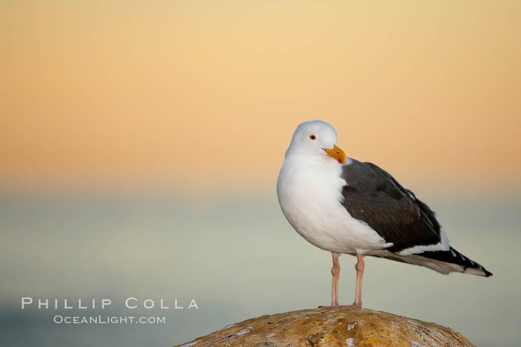 Western gull, early morning orange sky. La Jolla, California, USA, Larus occidentalis, natural history stock photograph, photo id 18395