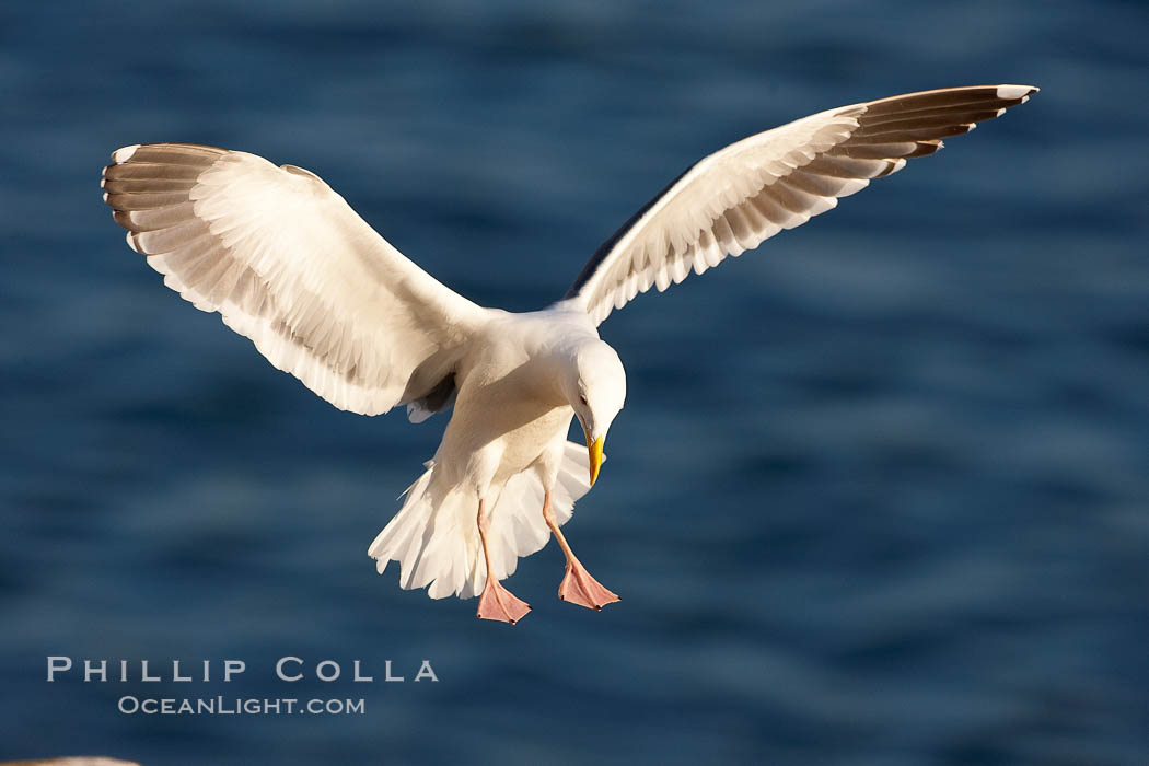 Western gull. La Jolla, California, USA, Larus occidentalis, natural history stock photograph, photo id 20967