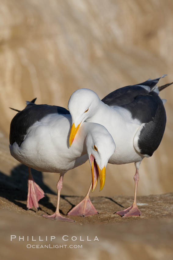 Western gull, courtship display. La Jolla, California, USA, Larus occidentalis, natural history stock photograph, photo id 15565
