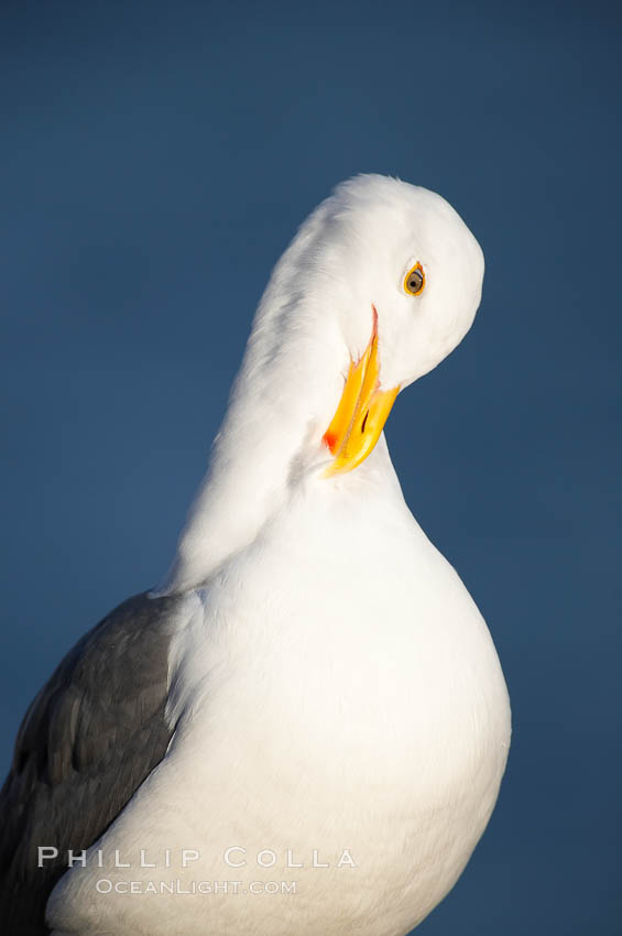 Western gull, preening, adult breeding. La Jolla, California, USA, Larus occidentalis, natural history stock photograph, photo id 18137