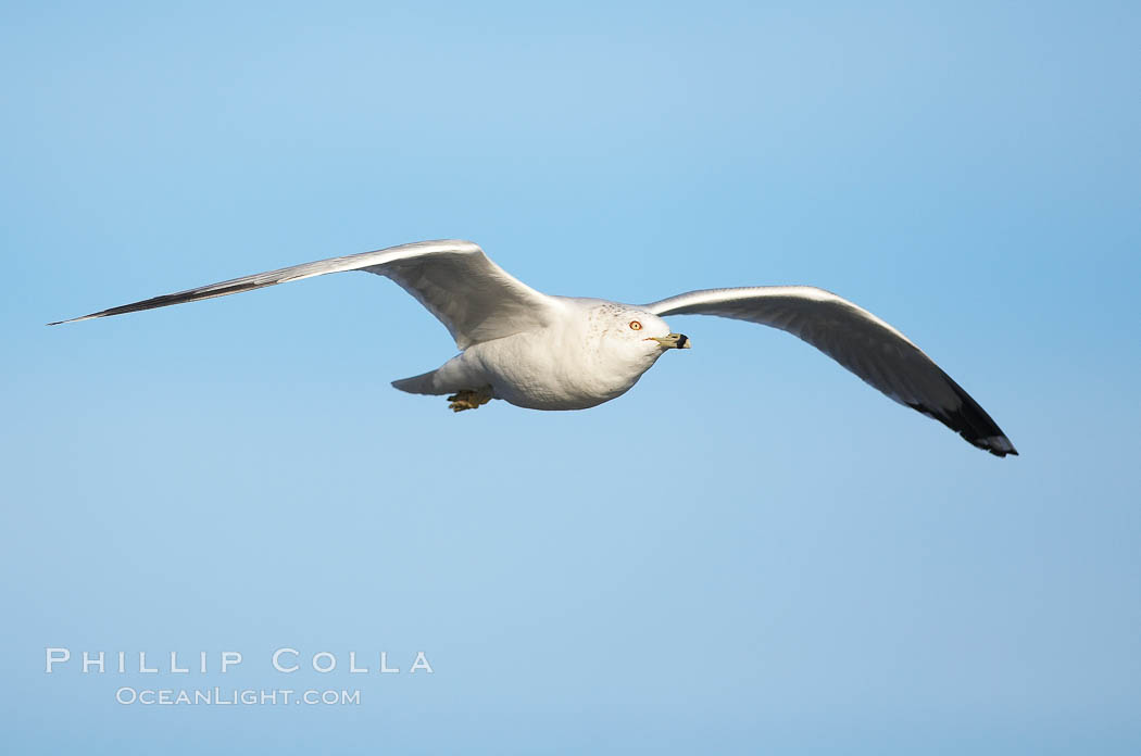 Western gull, third winter non-adult. La Jolla, California, USA, Larus occidentalis, natural history stock photograph, photo id 18257