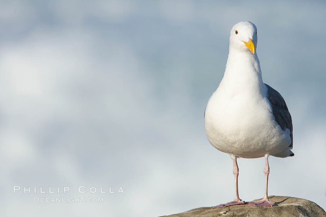 Western gull, surf. La Jolla, California, USA, Larus occidentalis, natural history stock photograph, photo id 18289