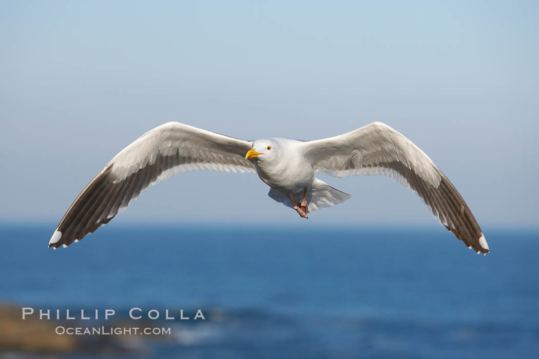 Western gull in flight. La Jolla, California, USA, Larus occidentalis, natural history stock photograph, photo id 18297