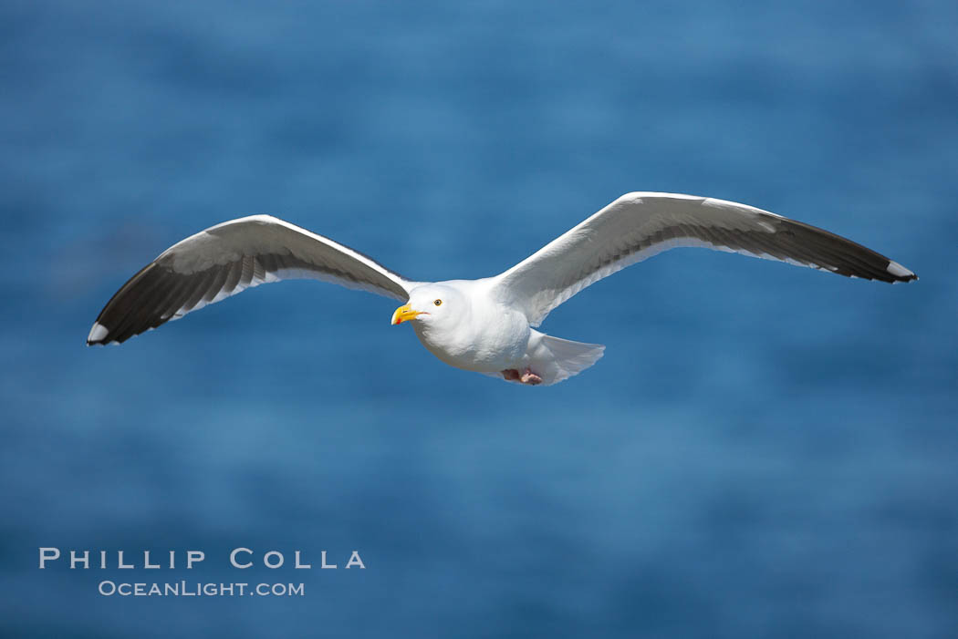 Western gull in flight. La Jolla, California, USA, Larus occidentalis, natural history stock photograph, photo id 18389