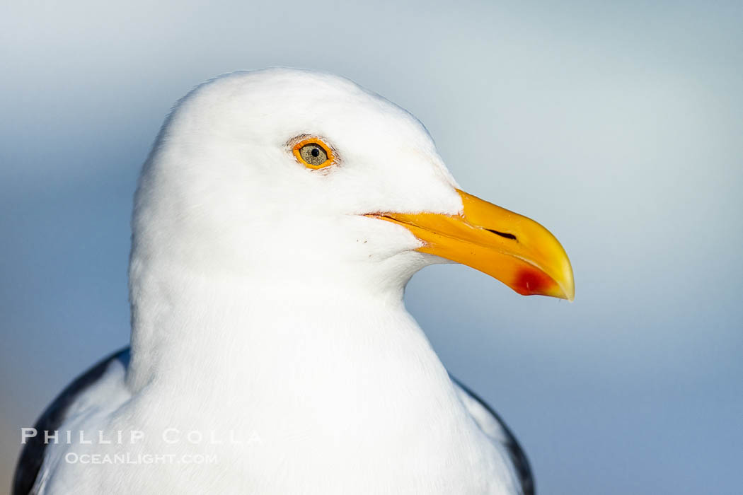 Western Gull Portrait, La Jolla., natural history stock photograph, photo id 38475