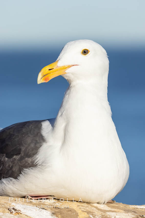 Western Gull resting on sea cliff. La Jolla, California, USA, Larus occidentalis, natural history stock photograph, photo id 36852