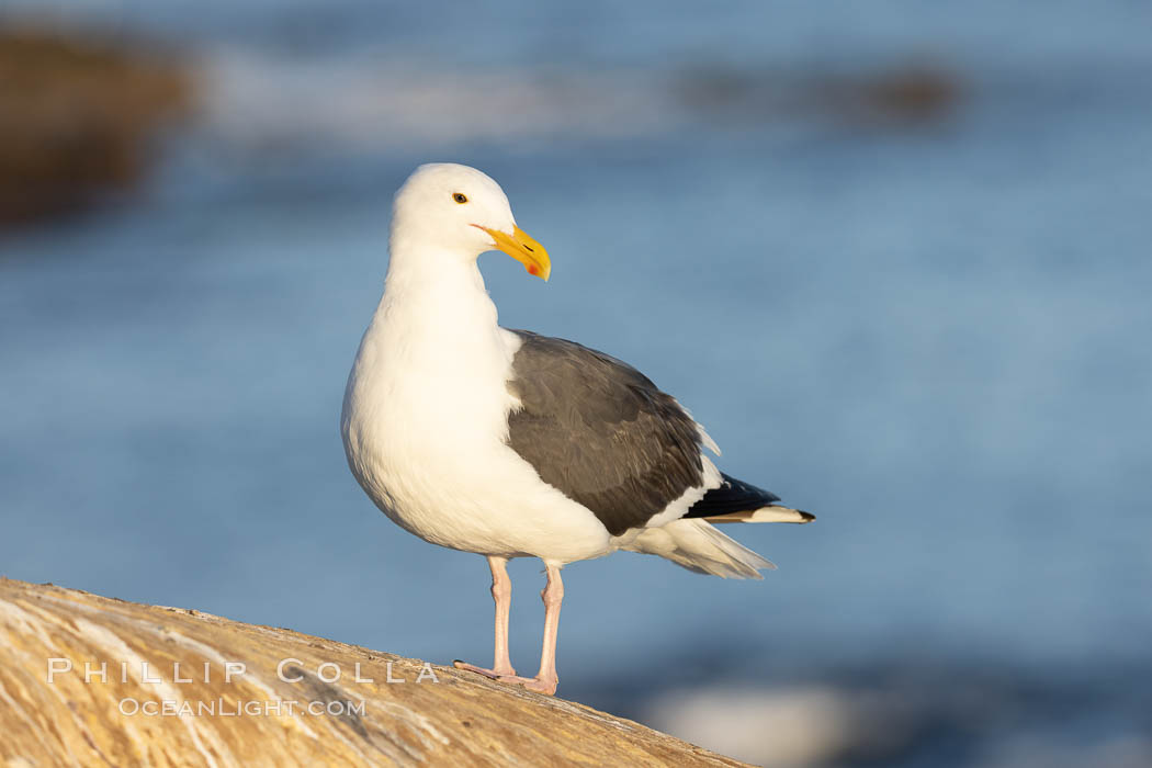 Western Gull resting on sea cliff. La Jolla, California, USA, Larus occidentalis, natural history stock photograph, photo id 36871