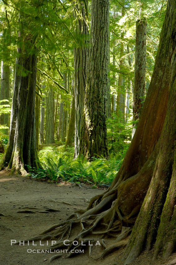 Western redcedar trees in Cathedral Grove.  Cathedral Grove is home to huge, ancient, old-growth Douglas fir trees.  About 300 years ago a fire killed most of the trees in this grove, but a small number of trees survived and were the originators of what is now Cathedral Grove.  Western redcedar trees grow in adundance in the understory below the taller Douglas fir trees. MacMillan Provincial Park, Vancouver Island, British Columbia, Canada, natural history stock photograph, photo id 21044