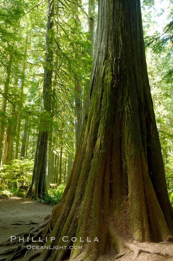 Western redcedar trees in Cathedral Grove.  Cathedral Grove is home to huge, ancient, old-growth Douglas fir trees.  About 300 years ago a fire killed most of the trees in this grove, but a small number of trees survived and were the originators of what is now Cathedral Grove.  Western redcedar trees grow in adundance in the understory below the taller Douglas fir trees. MacMillan Provincial Park, Vancouver Island, British Columbia, Canada, natural history stock photograph, photo id 21043