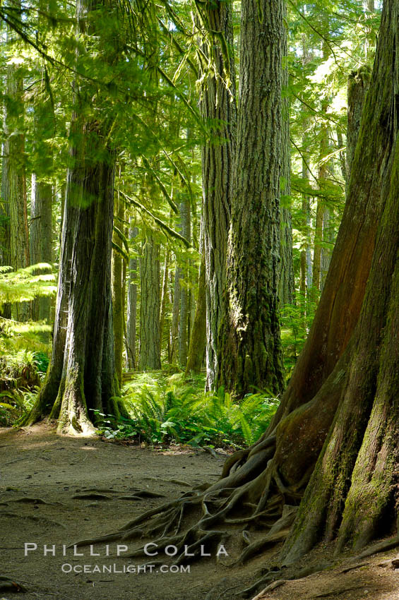 Western redcedar trees in Cathedral Grove.  Cathedral Grove is home to huge, ancient, old-growth Douglas fir trees.  About 300 years ago a fire killed most of the trees in this grove, but a small number of trees survived and were the originators of what is now Cathedral Grove.  Western redcedar trees grow in adundance in the understory below the taller Douglas fir trees. MacMillan Provincial Park, Vancouver Island, British Columbia, Canada, natural history stock photograph, photo id 21045