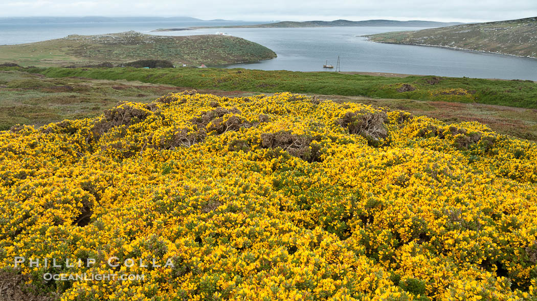 Westpoint Island., natural history stock photograph, photo id 23956