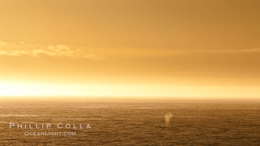 Whale blow at sunrise, near Deception Island. Antarctic Peninsula, Antarctica, natural history stock photograph, photo id 25472