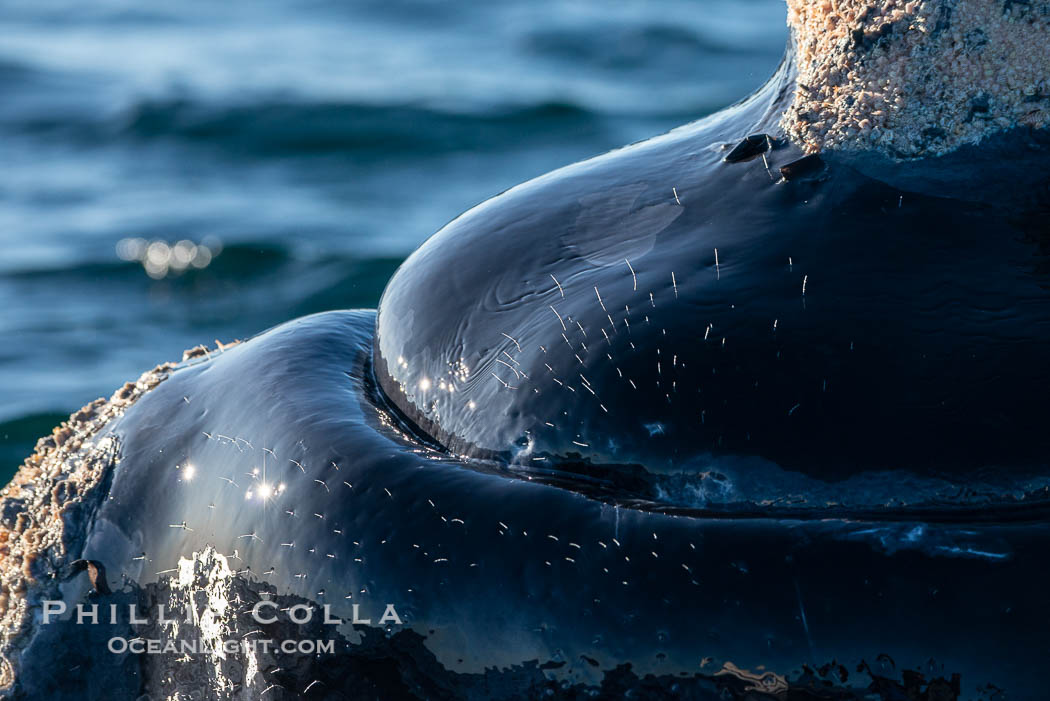 Whale hair on the rostrum and chin of a southern right whale, sidelit by the setting sun. These individual hairs provide sensor information to the whale as it swims through ocean currents or touches the ocean bottom. Puerto Piramides, Chubut, Argentina, Eubalaena australis, natural history stock photograph, photo id 38331