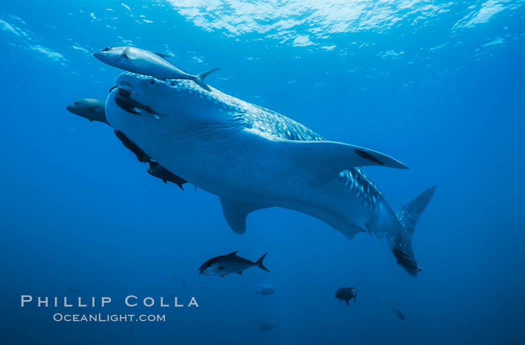 Whale shark. Darwin Island, Galapagos Islands, Ecuador, Rhincodon typus, natural history stock photograph, photo id 01502