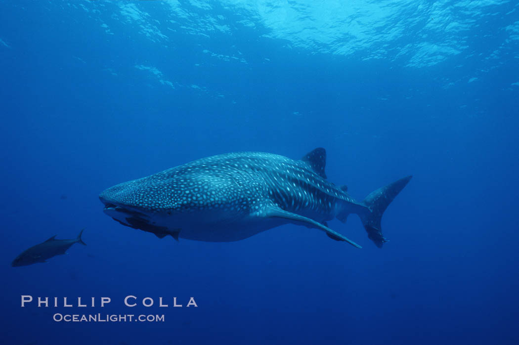 Whale shark. Darwin Island, Galapagos Islands, Ecuador, Rhincodon typus, natural history stock photograph, photo id 01506