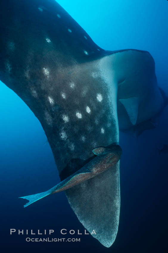 Whale shark with remora. Darwin Island, Galapagos Islands, Ecuador, Remora, Rhincodon typus, natural history stock photograph, photo id 01504