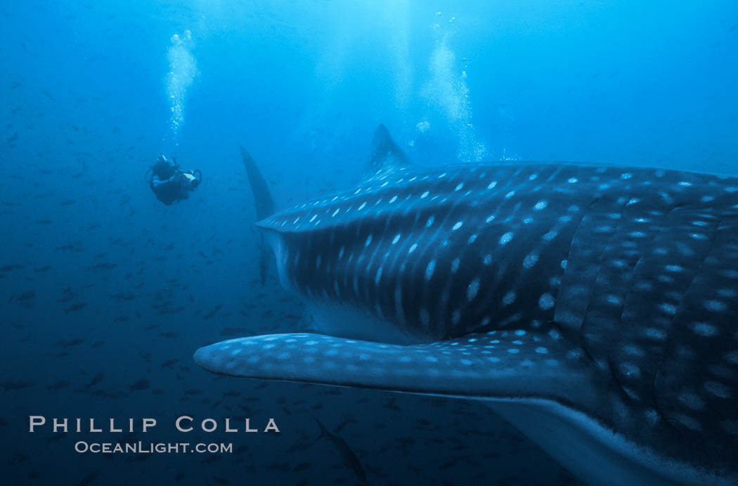 Whale shark. Darwin Island, Galapagos Islands, Ecuador, Rhincodon typus, natural history stock photograph, photo id 01508