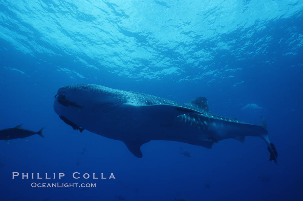 Whale shark. Darwin Island, Galapagos Islands, Ecuador, Rhincodon typus, natural history stock photograph, photo id 01516