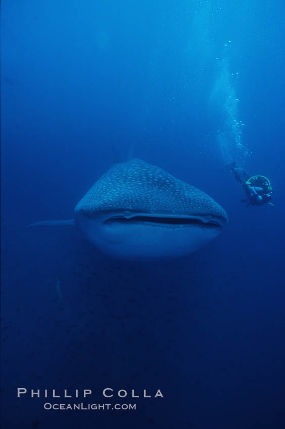 Whale shark. Darwin Island, Galapagos Islands, Ecuador, Rhincodon typus, natural history stock photograph, photo id 01507