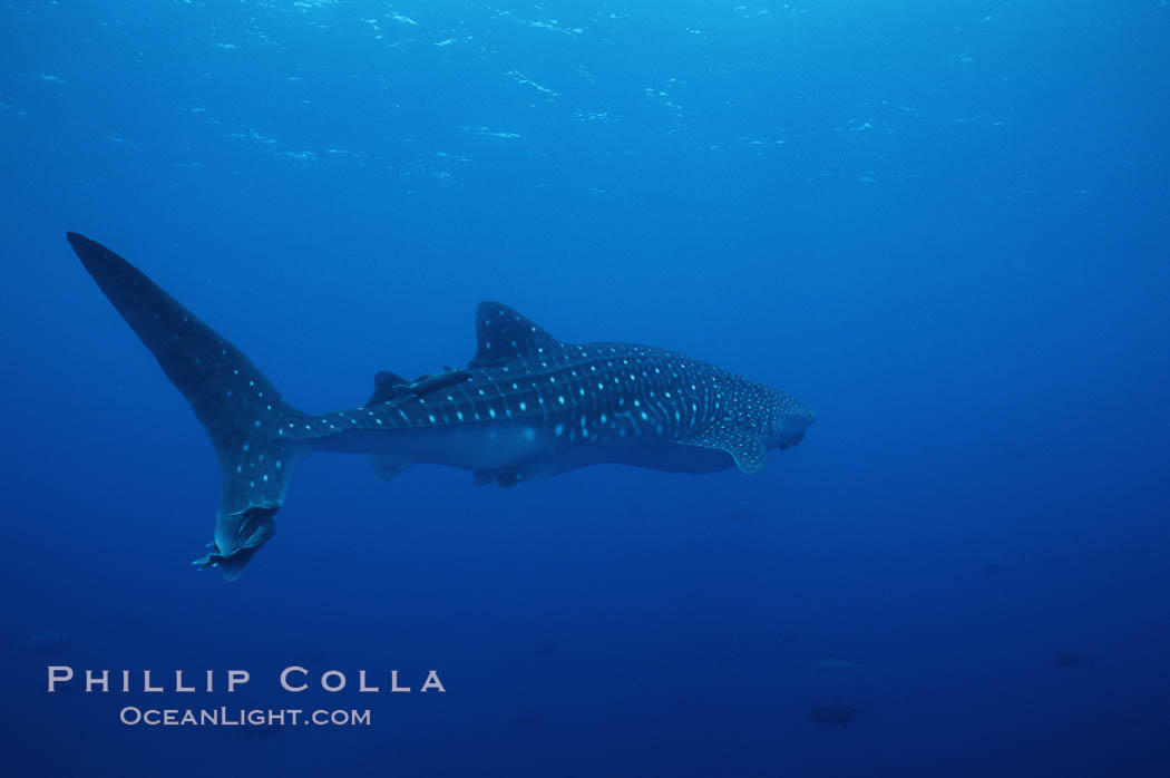 Whale shark. Darwin Island, Galapagos Islands, Ecuador, Rhincodon typus, natural history stock photograph, photo id 01511