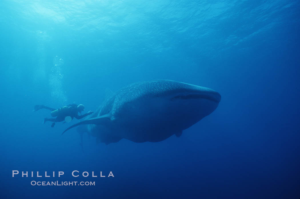 Whale shark. Darwin Island, Galapagos Islands, Ecuador, Rhincodon typus, natural history stock photograph, photo id 01501