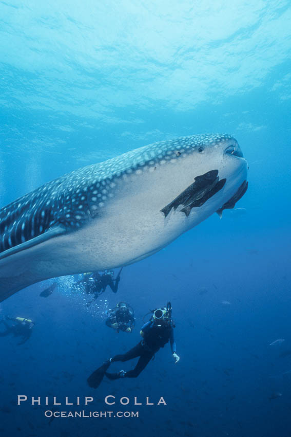 Whale shark. Darwin Island, Galapagos Islands, Ecuador, Rhincodon typus, natural history stock photograph, photo id 01505