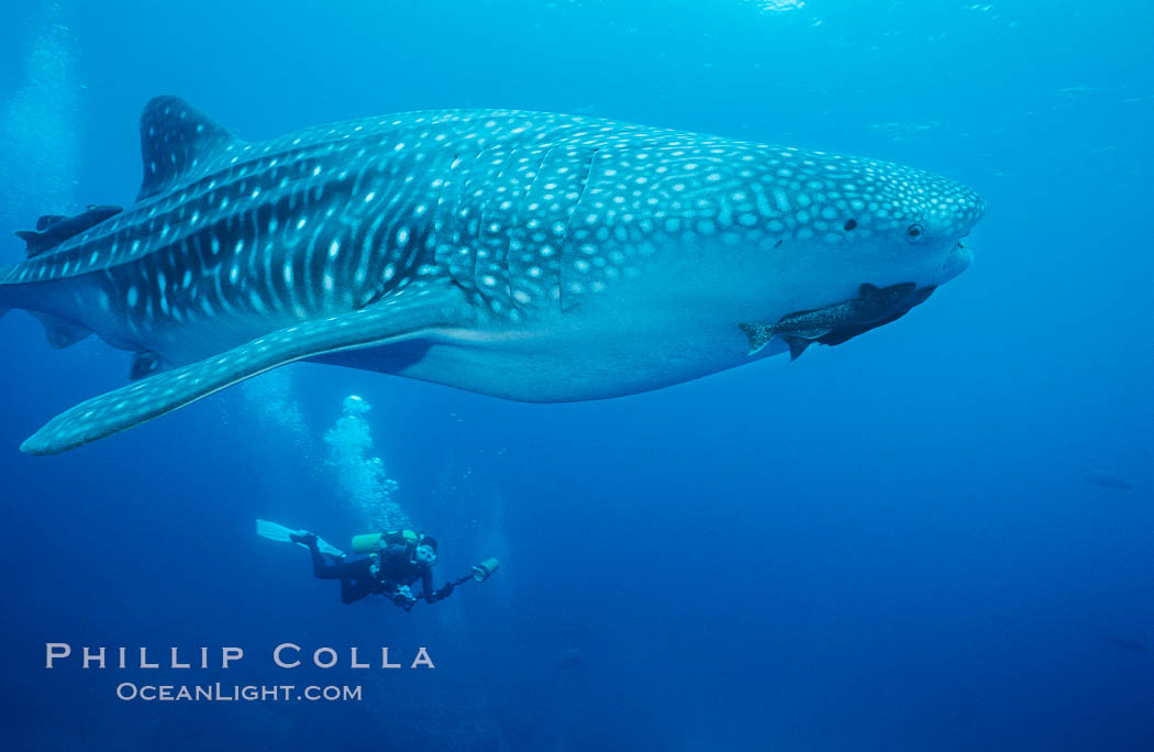 Whale shark. Darwin Island, Galapagos Islands, Ecuador, Rhincodon typus, natural history stock photograph, photo id 01513