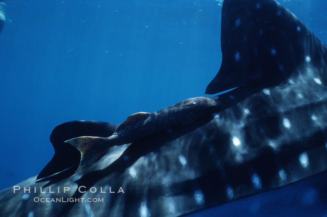 Whale shark dorsal fin and remora. Darwin Island, Galapagos Islands, Ecuador, Remora, Rhincodon typus, natural history stock photograph, photo id 01524