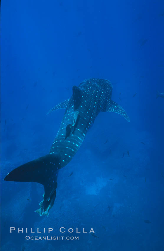 Whale shark. Darwin Island, Galapagos Islands, Ecuador, Rhincodon typus, natural history stock photograph, photo id 01523
