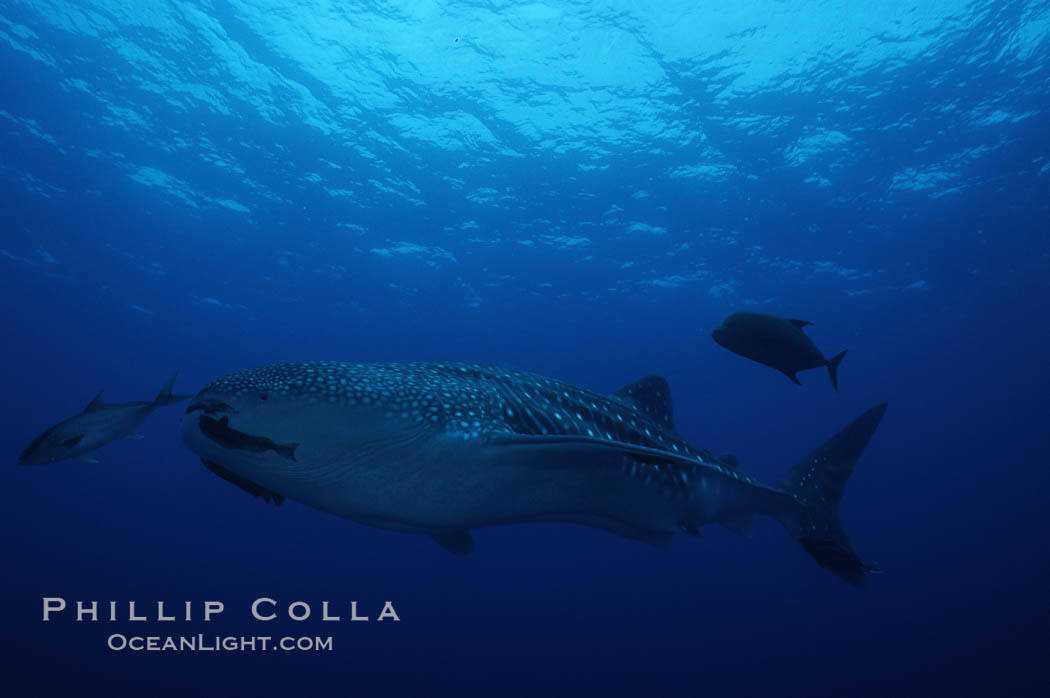 Whale shark. Darwin Island, Galapagos Islands, Ecuador, Rhincodon typus, natural history stock photograph, photo id 01517