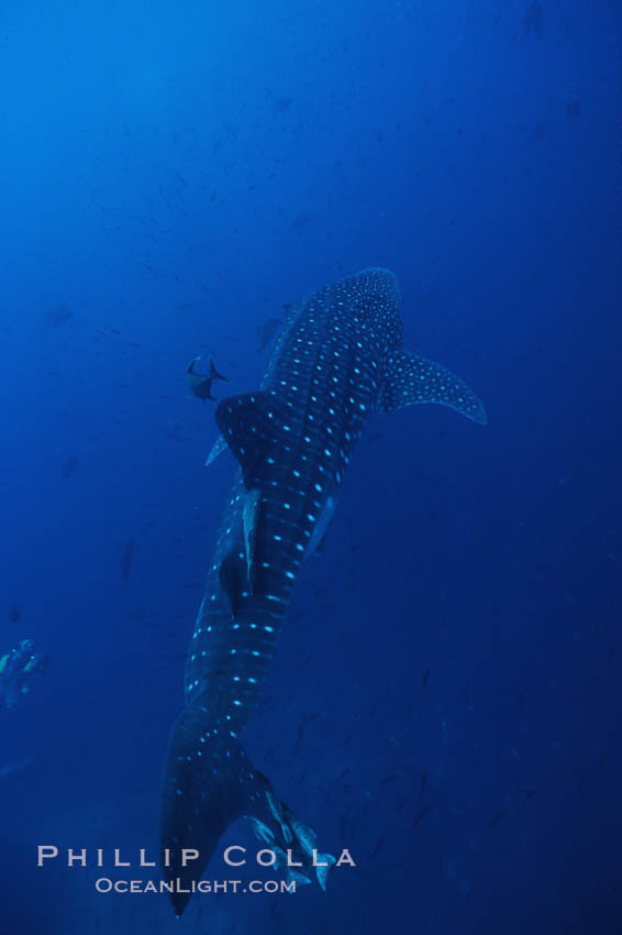 Whale shark. Darwin Island, Galapagos Islands, Ecuador, Rhincodon typus, natural history stock photograph, photo id 01521
