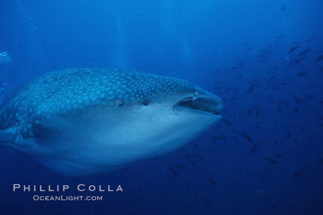 Whale shark. Darwin Island, Galapagos Islands, Ecuador, Rhincodon typus, natural history stock photograph, photo id 05017