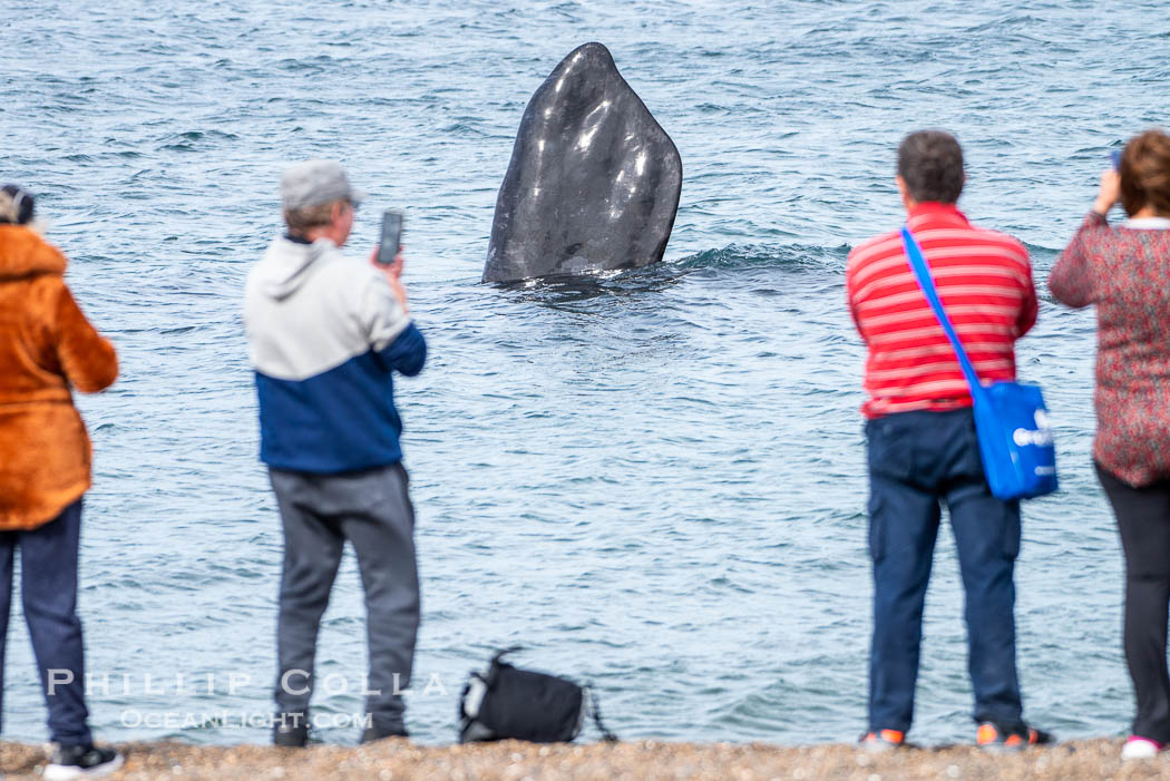 Whale watching along Playa El Doradillo, Valdes Peninsula, Argentina. At Playa El Doradillo, whales come so close to shore people can simply stand on the beach and watch Southern Right Whales just a few yards away, Eubalaena australis, Puerto Piramides, Chubut
