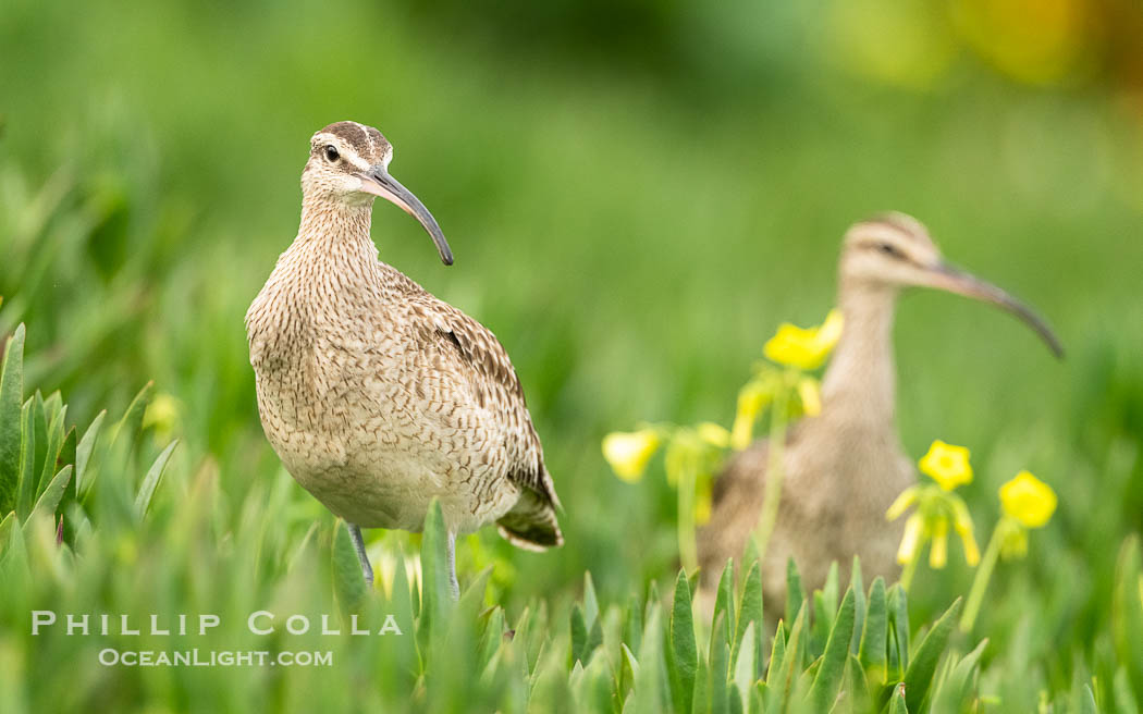 Whimbrel Foraging Amidst Spring Wildflowers on Coast Walk, La Jolla. California, USA, Numenius phaeopus, natural history stock photograph, photo id 40258