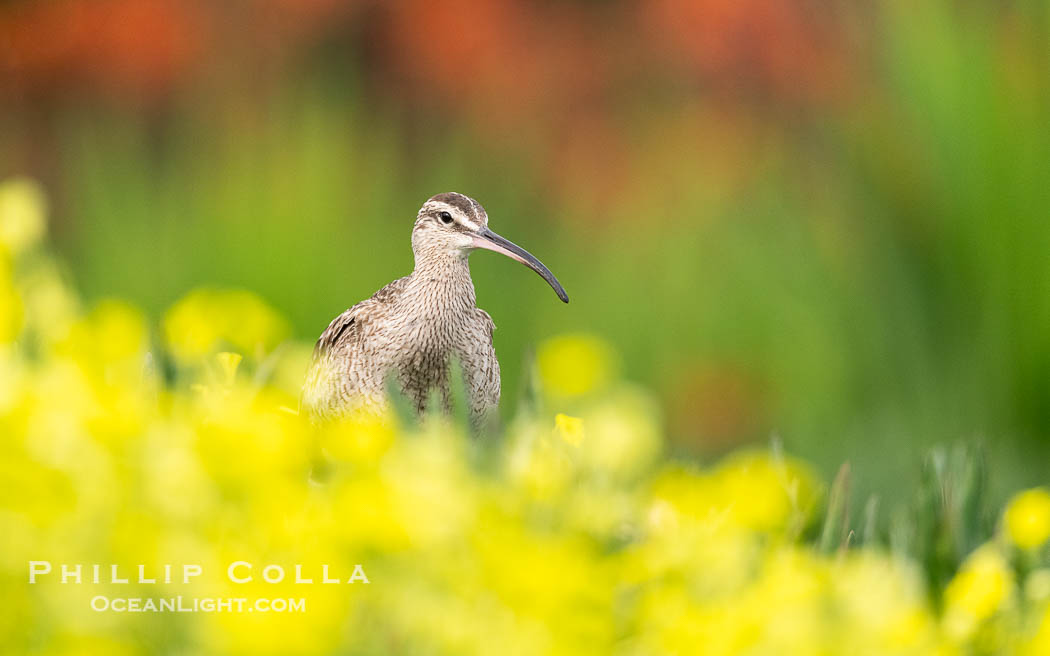 Whimbrel Foraging Amidst Spring Wildflowers on Coast Walk, La Jolla. California, USA, Numenius phaeopus, natural history stock photograph, photo id 40256