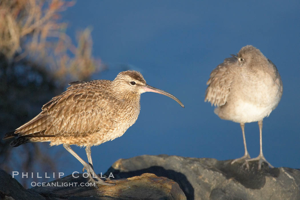 Whimbrel on sand. San Diego River, California, USA, Numenius phaeopus, natural history stock photograph, photo id 18428