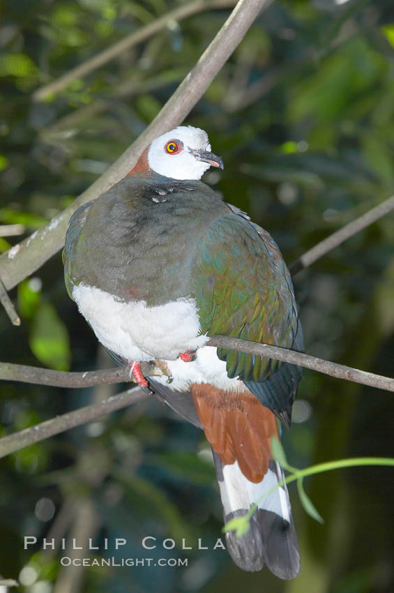 White-breasted imperial pidgeon, native to Sulawesi., Ducula forsteni, natural history stock photograph, photo id 12750