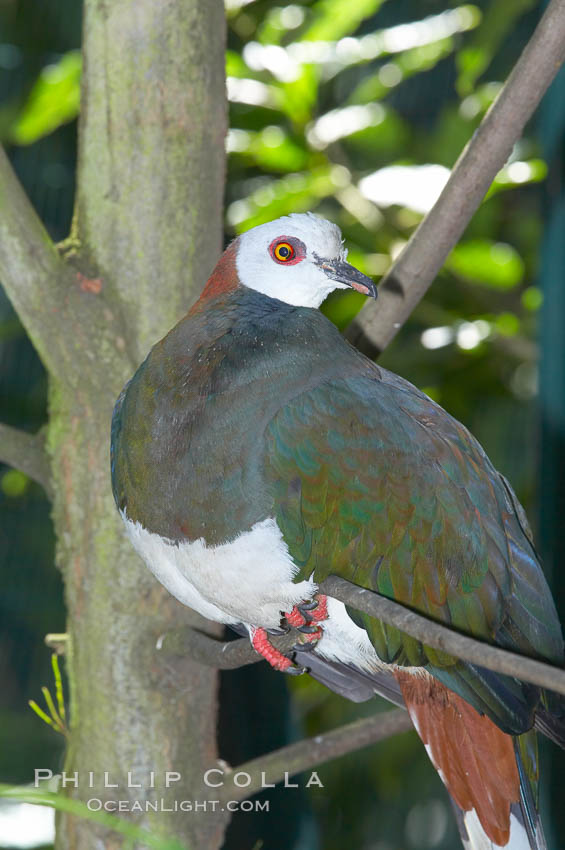 White-breasted imperial pidgeon, native to Sulawesi., Ducula forsteni, natural history stock photograph, photo id 12749