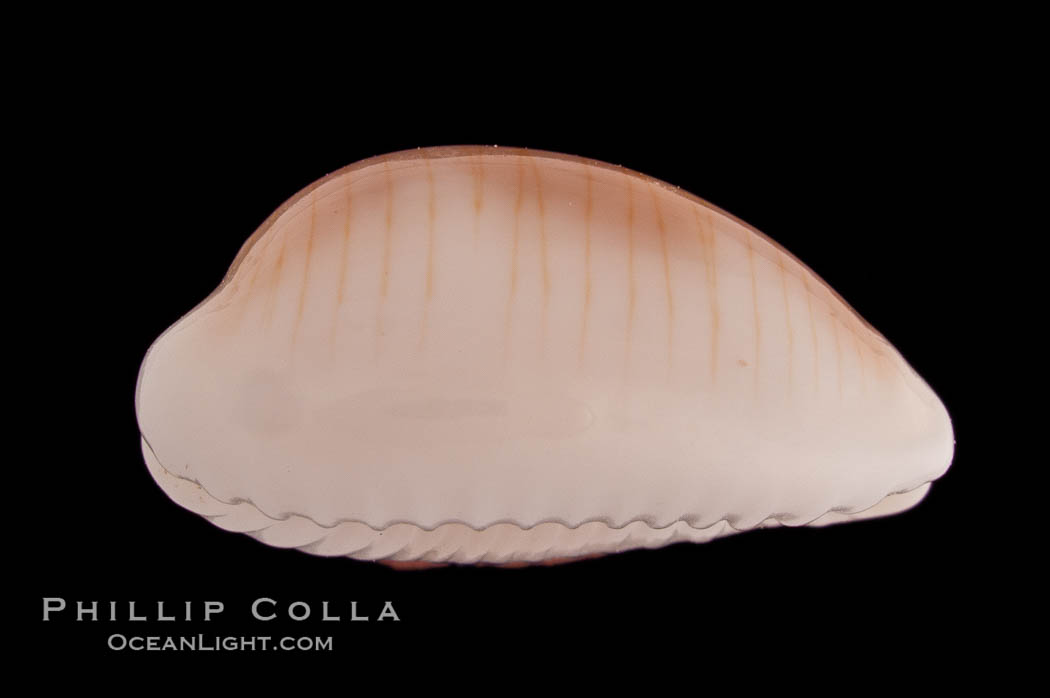 White Clandestine Cowrie., Cypraea clandestina candida, natural history stock photograph, photo id 08282