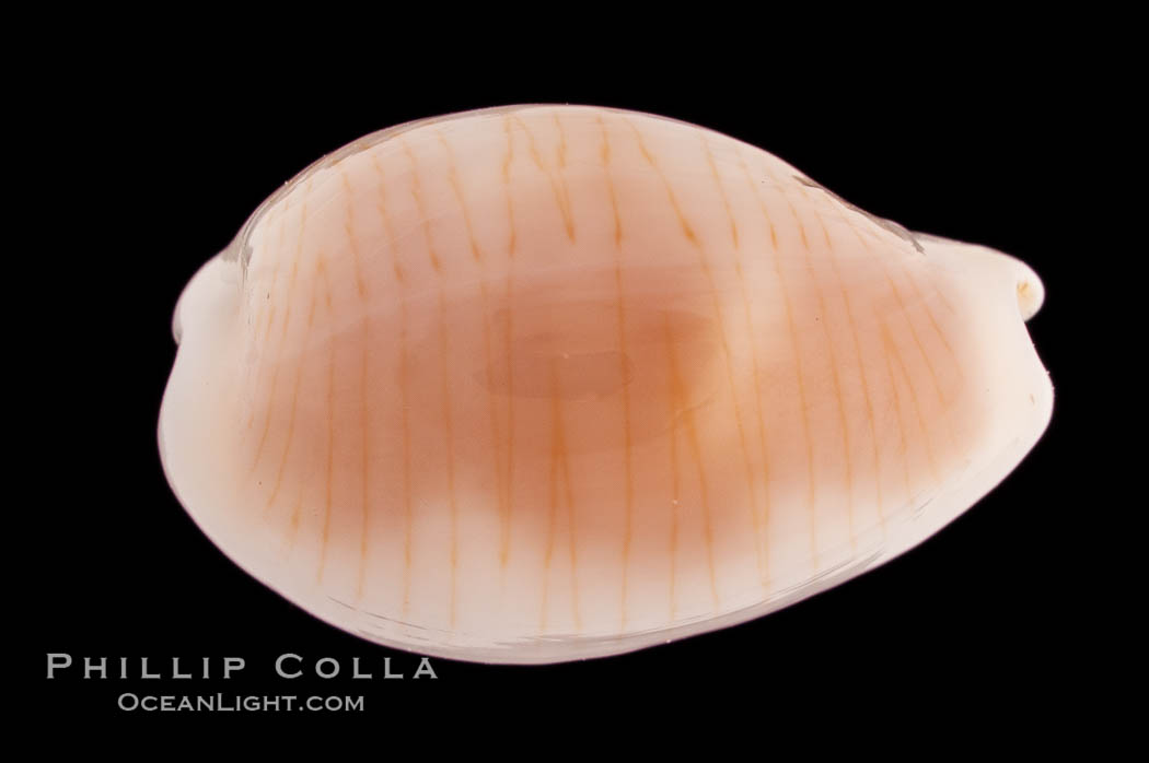 White Clandestine Cowrie., Cypraea clandestina candida, natural history stock photograph, photo id 08281