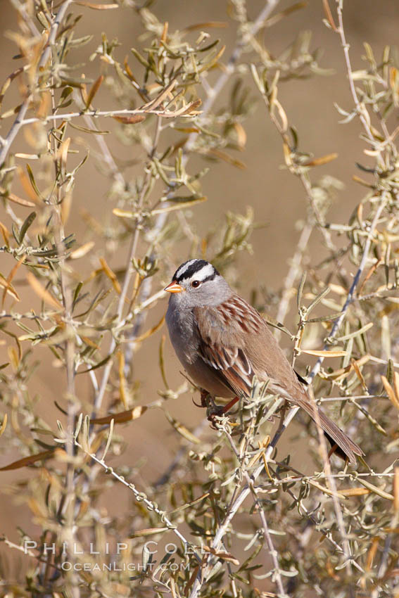 White-crowned sparrow. Bosque del Apache National Wildlife Refuge, Socorro, New Mexico, USA, Zonotrichia leucophrys, natural history stock photograph, photo id 21915