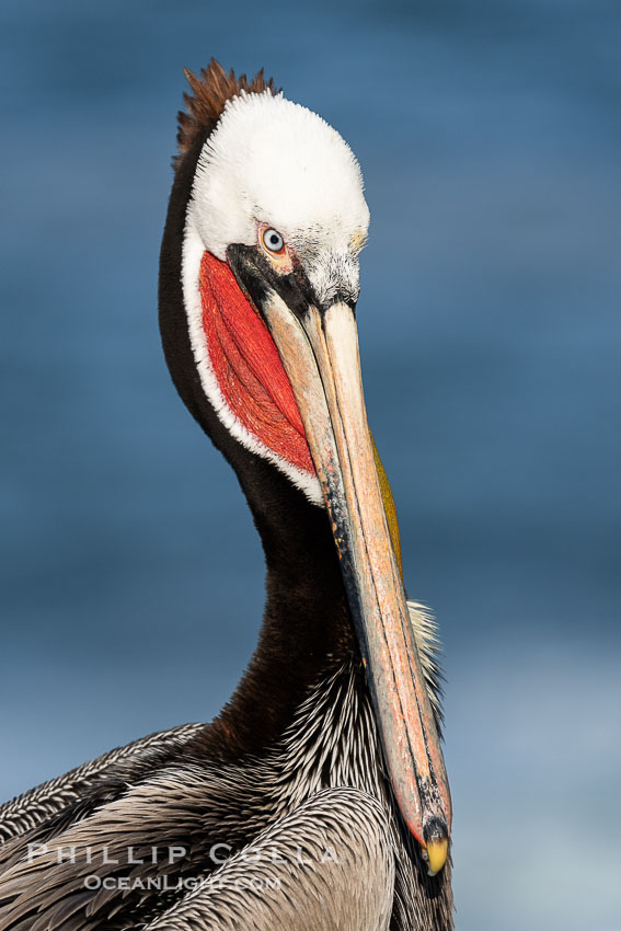 White headed variation of a California brown pelican in breeding plumage portrait, with brown hind neck and bright red throat but lacking yellow head. La Jolla, USA, Pelecanus occidentalis californicus, Pelecanus occidentalis, natural history stock photograph, photo id 40111