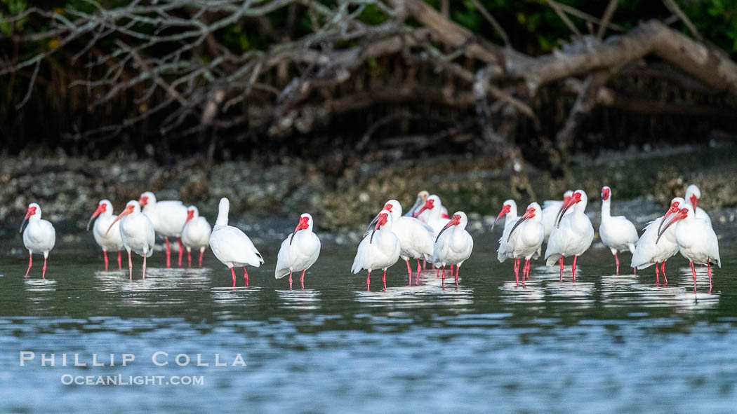 White Ibis gather on shore, Eudocimus albus, Alafia Banks, Florida., Eudocimus albus, natural history stock photograph, photo id 40547
